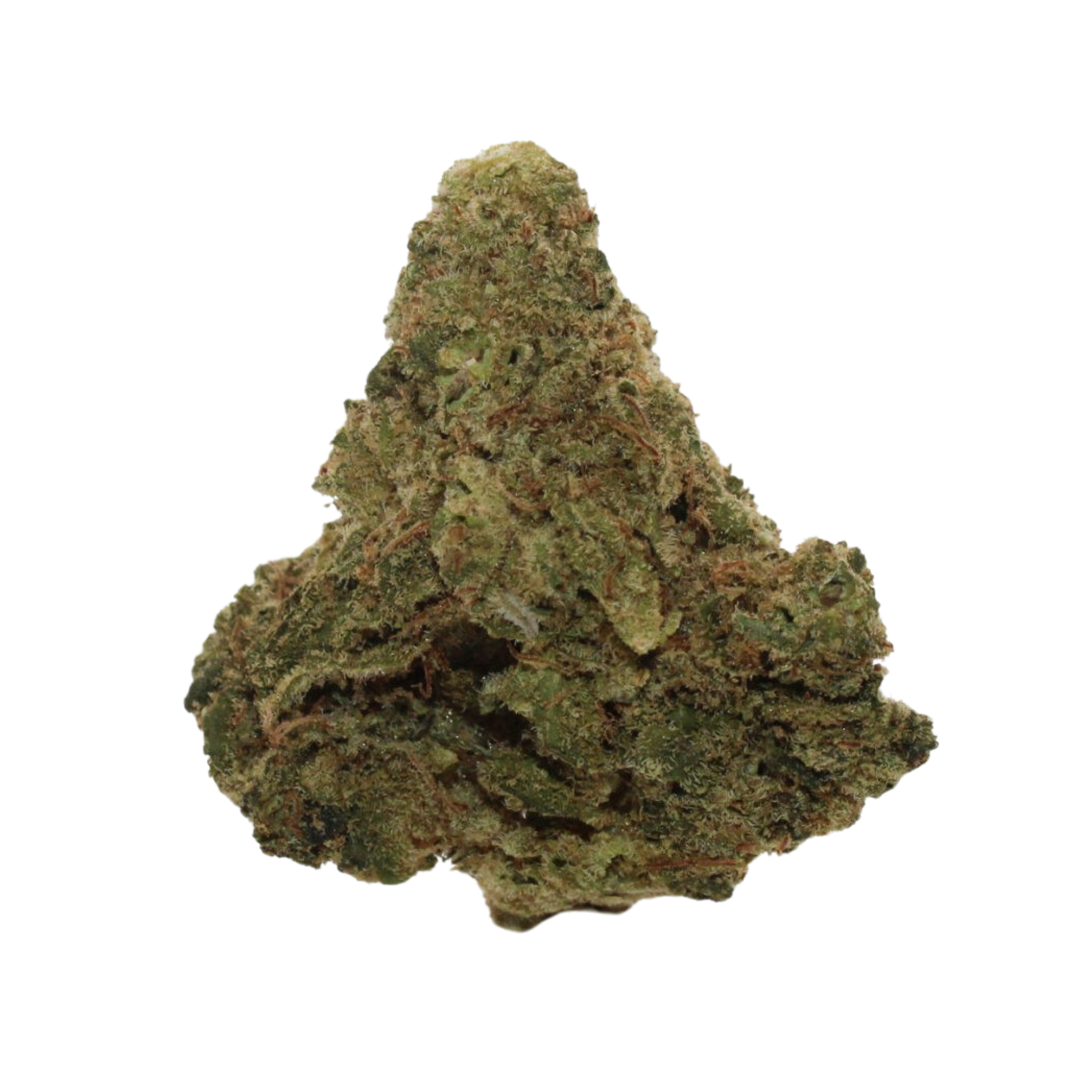 Image of Blackrose 14 PT