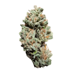 Image of 24/1 NICE KW