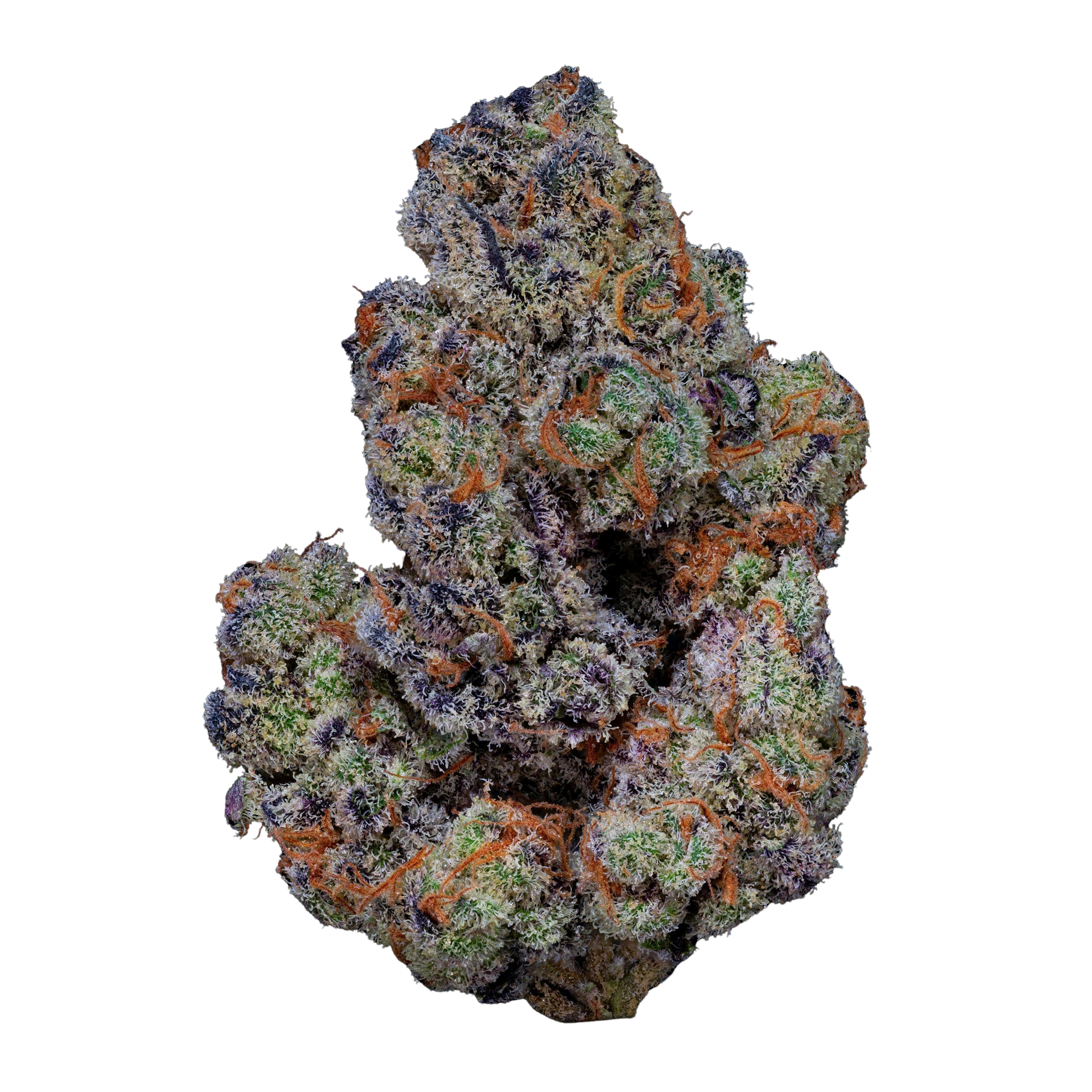 Image of 22/1 AMICI BH