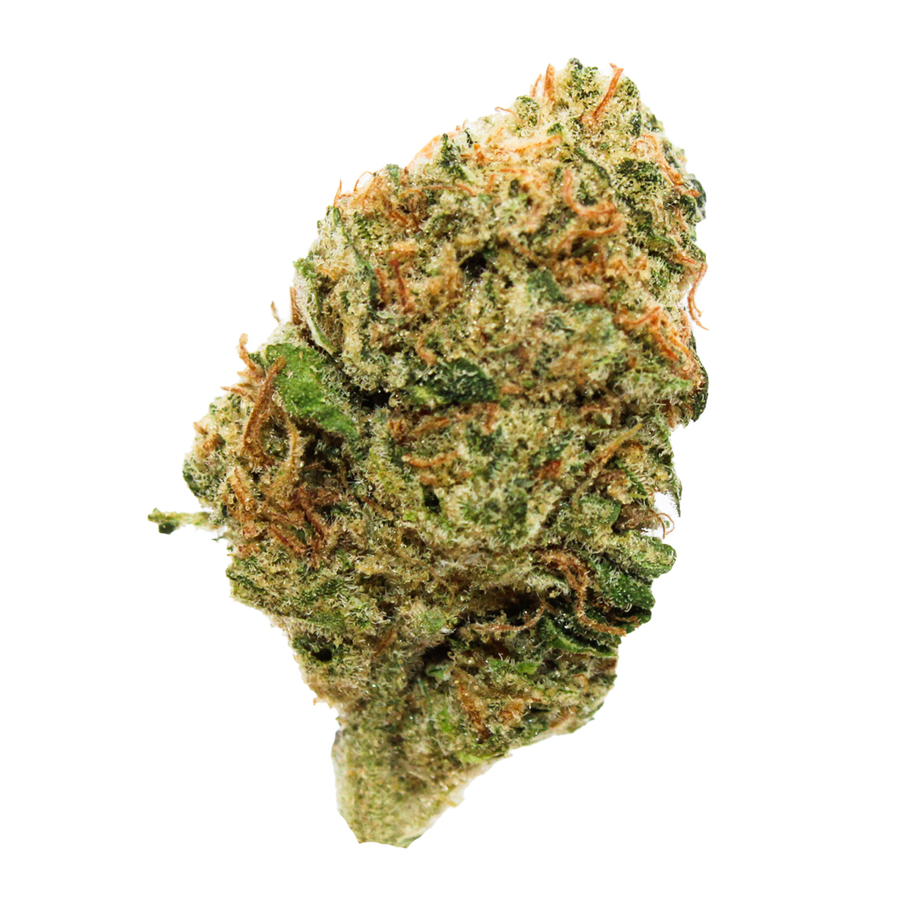 Image of Africann GG 30/1