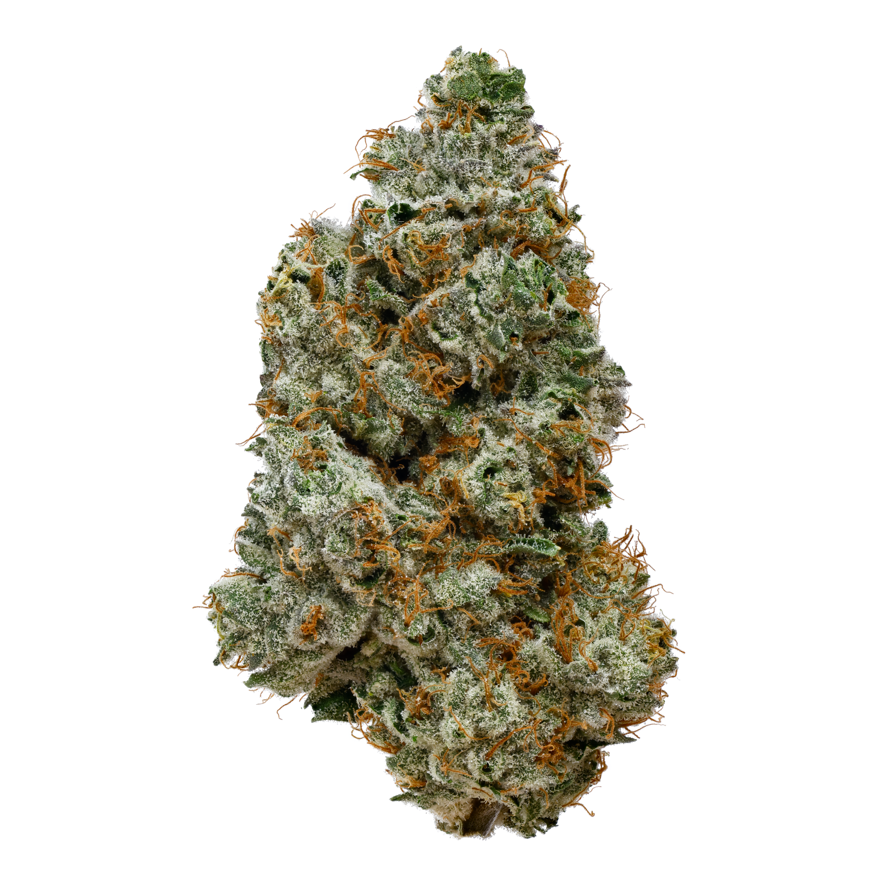 Image of 24/1 IUVO OC OJ ZAINBOW